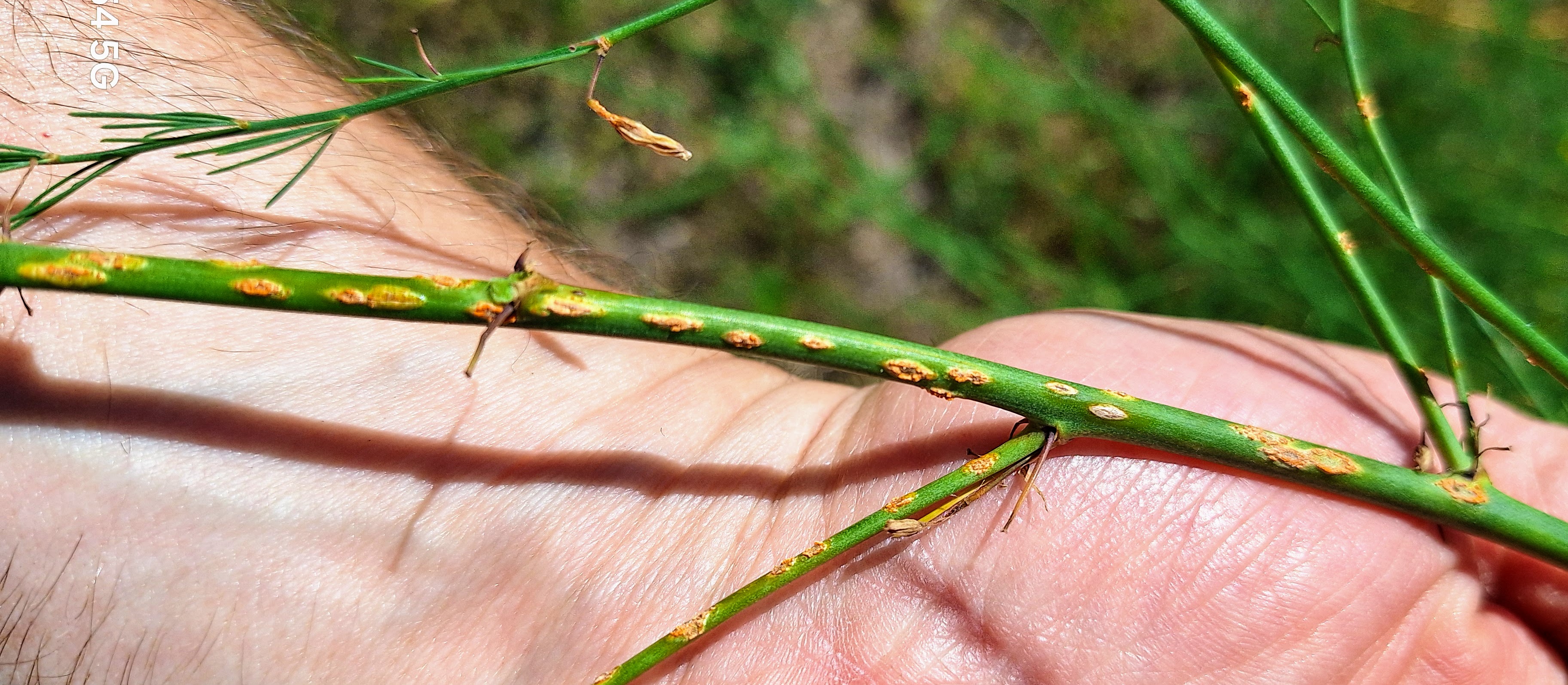 Asparagus rust lesions on the side branches of an asparagus plant.